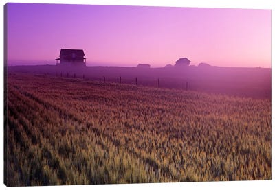 Durum Wheat Field Canvas Art Print - Dave Reede