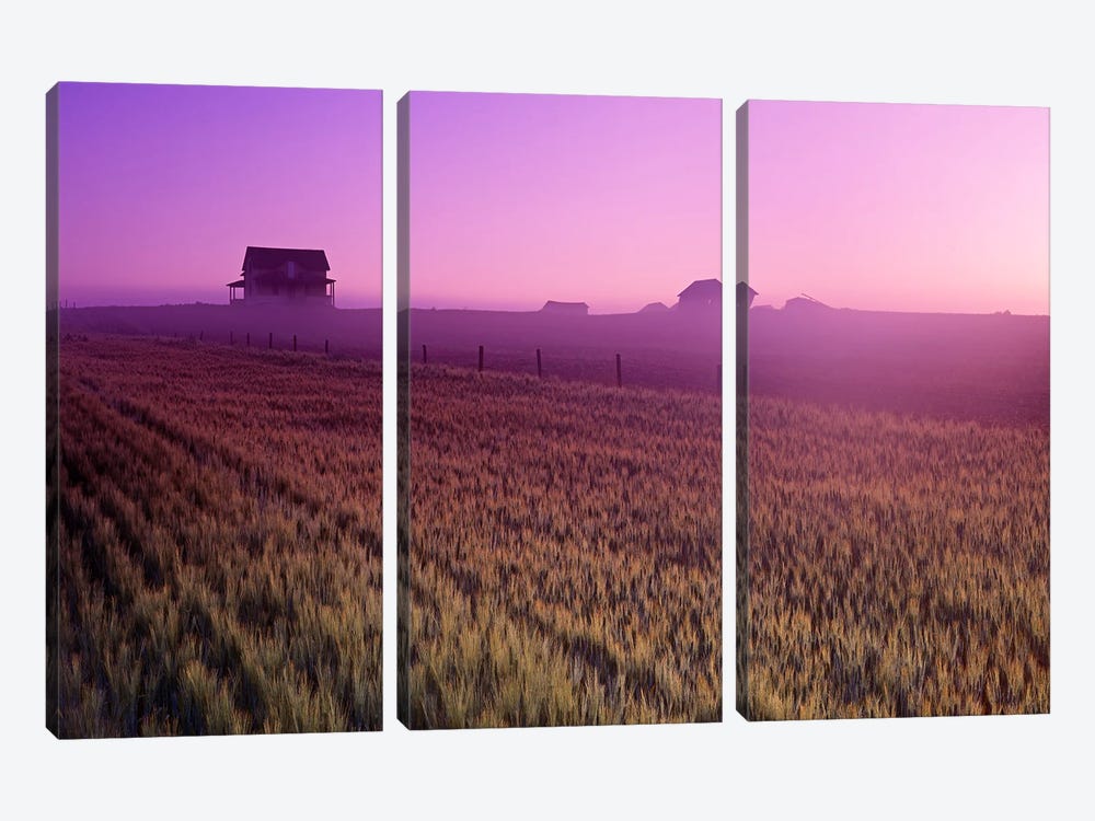 Durum Wheat Field by Dave Reede 3-piece Canvas Art Print