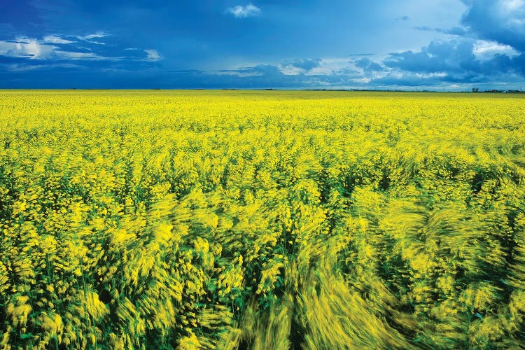 Windy Day In A Canola Field