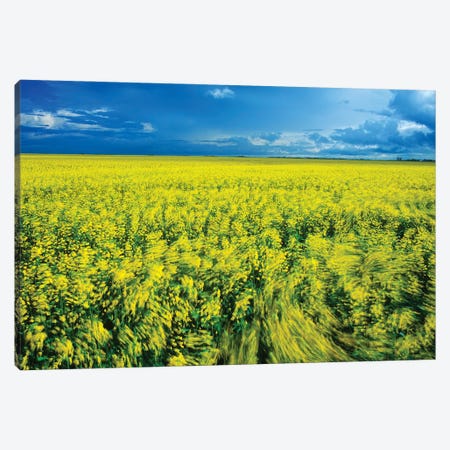 Windy Day In A Canola Field Canvas Print #RVD227} by Dave Reede Canvas Print