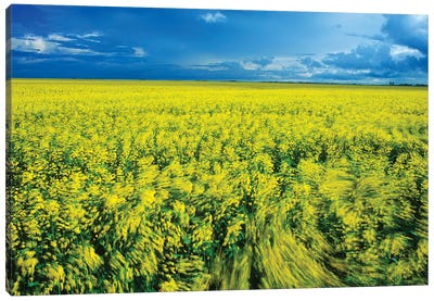 Windy Day In A Canola Field Canvas Art Print - Dave Reede