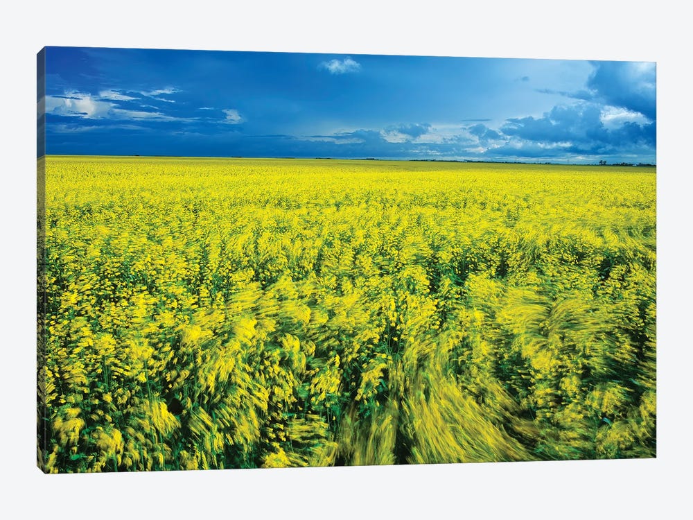 Windy Day In A Canola Field by Dave Reede 1-piece Canvas Wall Art