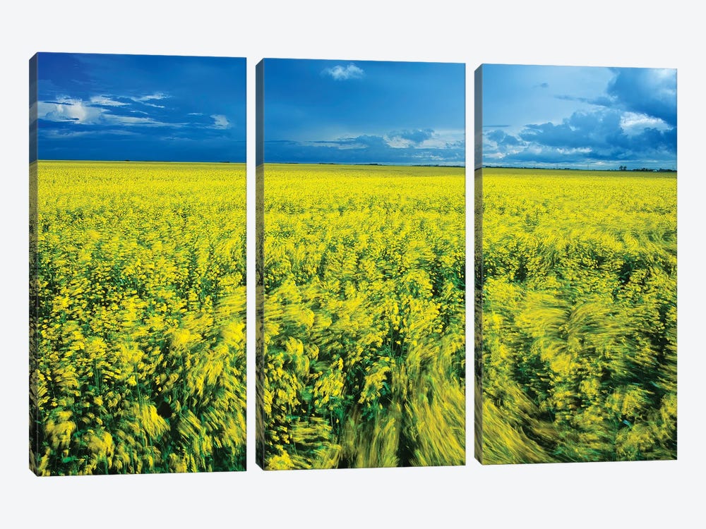 Windy Day In A Canola Field by Dave Reede 3-piece Canvas Artwork