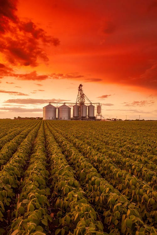 Farmland Sunset