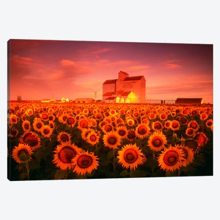 First Light Over Farmland Canvas Print #RVD26} by Dave Reede Canvas Print