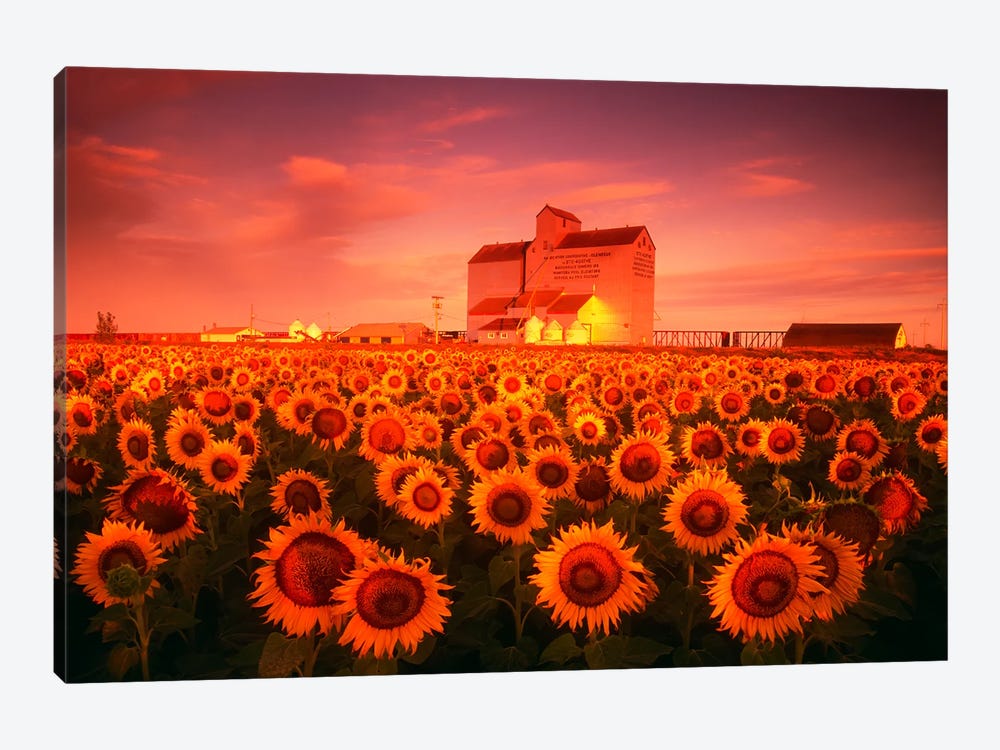 First Light Over Farmland by Dave Reede 1-piece Canvas Art