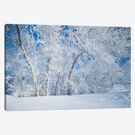 Frosty Day Canvas Print #RVD29} by Dave Reede Canvas Artwork