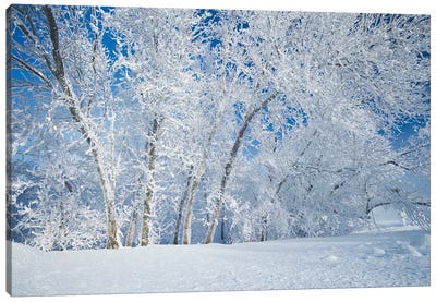 Frosty Day Canvas Art Print - Dave Reede