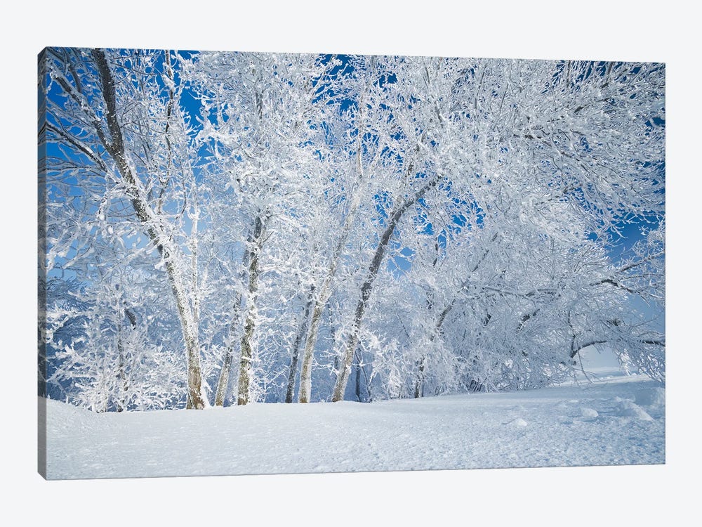 Frosty Day by Dave Reede 1-piece Art Print