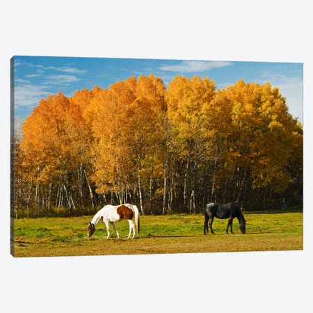 Grazing Canvas Print #RVD32} by Dave Reede Canvas Art Print