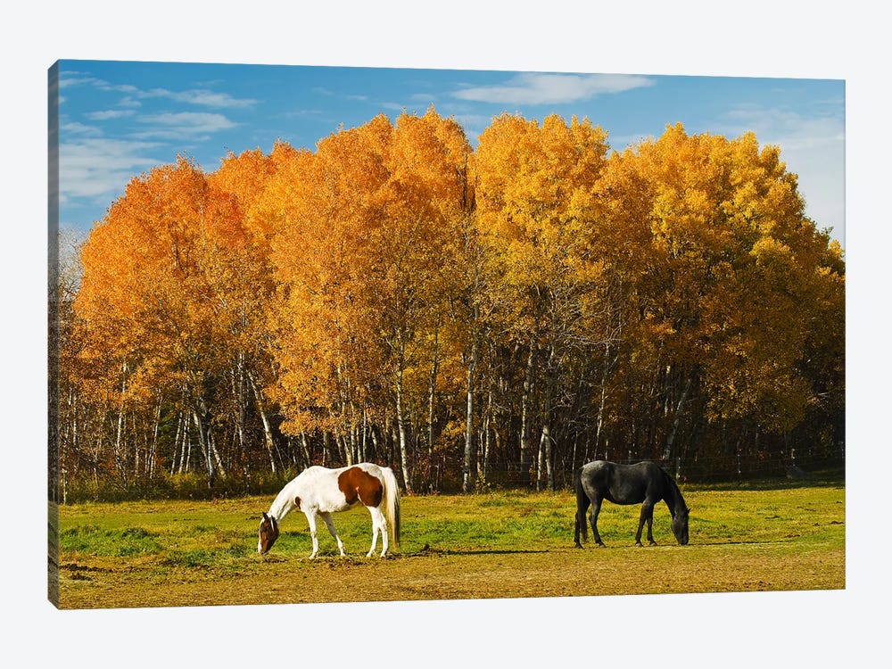 Grazing by Dave Reede 1-piece Art Print