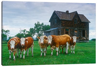 Guarding The Old Homestead Canvas Art Print