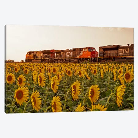 Locomotives Pass A Sunflower Field Canvas Print #RVD37} by Dave Reede Canvas Artwork