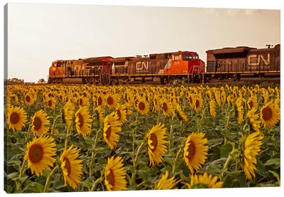 Locomotives Pass A Sunflower Field Canvas Art Print - Dave Reede