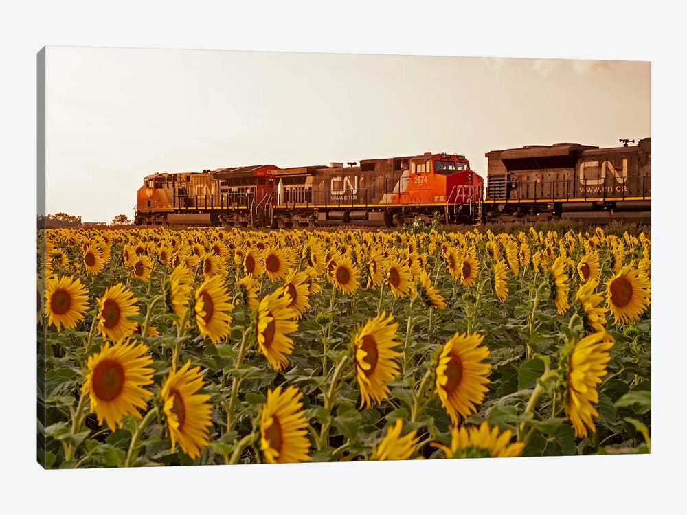 Locomotives Pass A Sunflower Field by Dave Reede 1-piece Canvas Artwork
