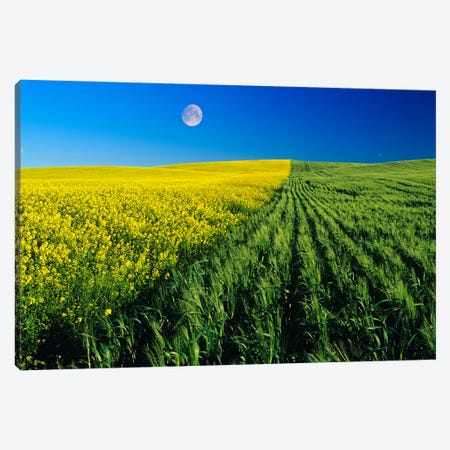 Mustard And Wheat Fields Canvas Print #RVD43} by Dave Reede Canvas Artwork