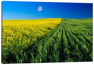 Mustard And Wheat Fields Canvas Art Print - Dave Reede