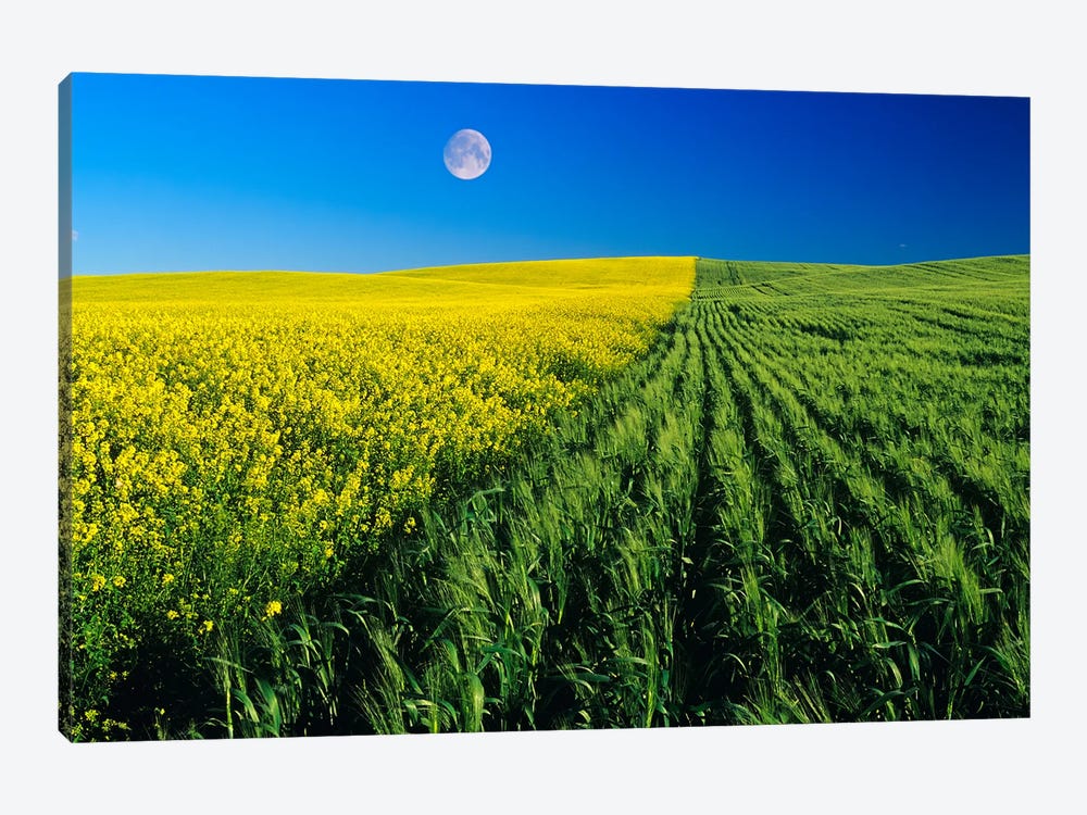 Mustard And Wheat Fields by Dave Reede 1-piece Art Print