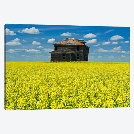 Old Farmhouse In Canola Field Canvas Print #RVD48} by Dave Reede Canvas Artwork