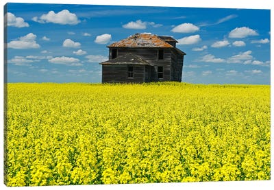 Old Farmhouse In Canola Field Canvas Art Print - Dave Reede