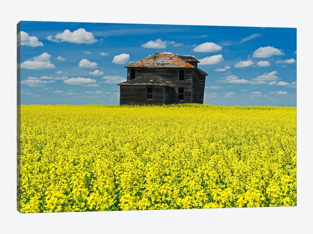 Old Farmhouse In Canola Field by Dave Reede 1-piece Canvas Art