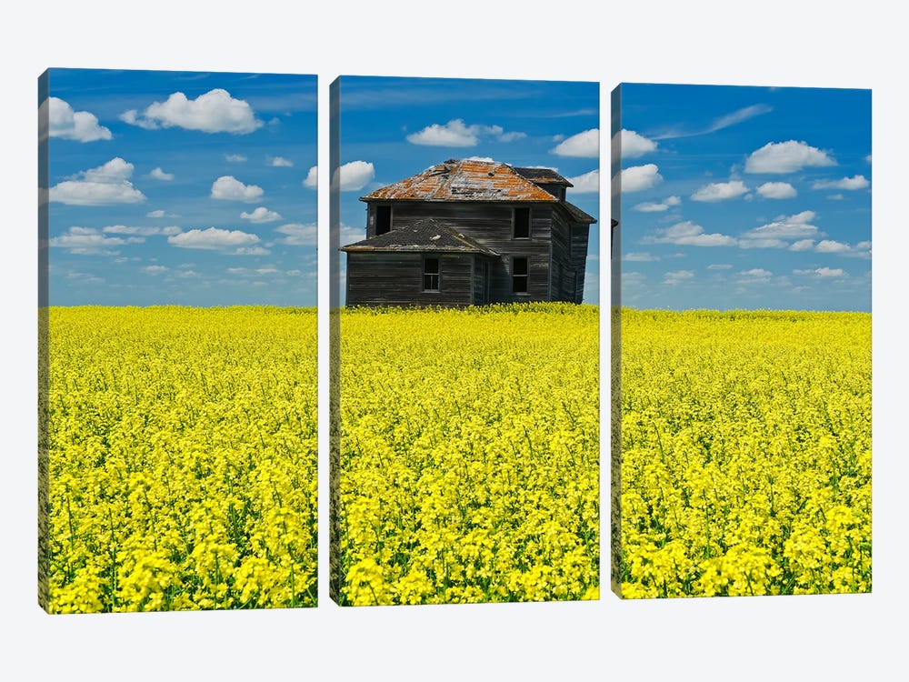 Old Farmhouse In Canola Field by Dave Reede 3-piece Canvas Wall Art