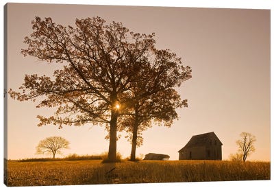 Old House And Oak Trees Canvas Art Print