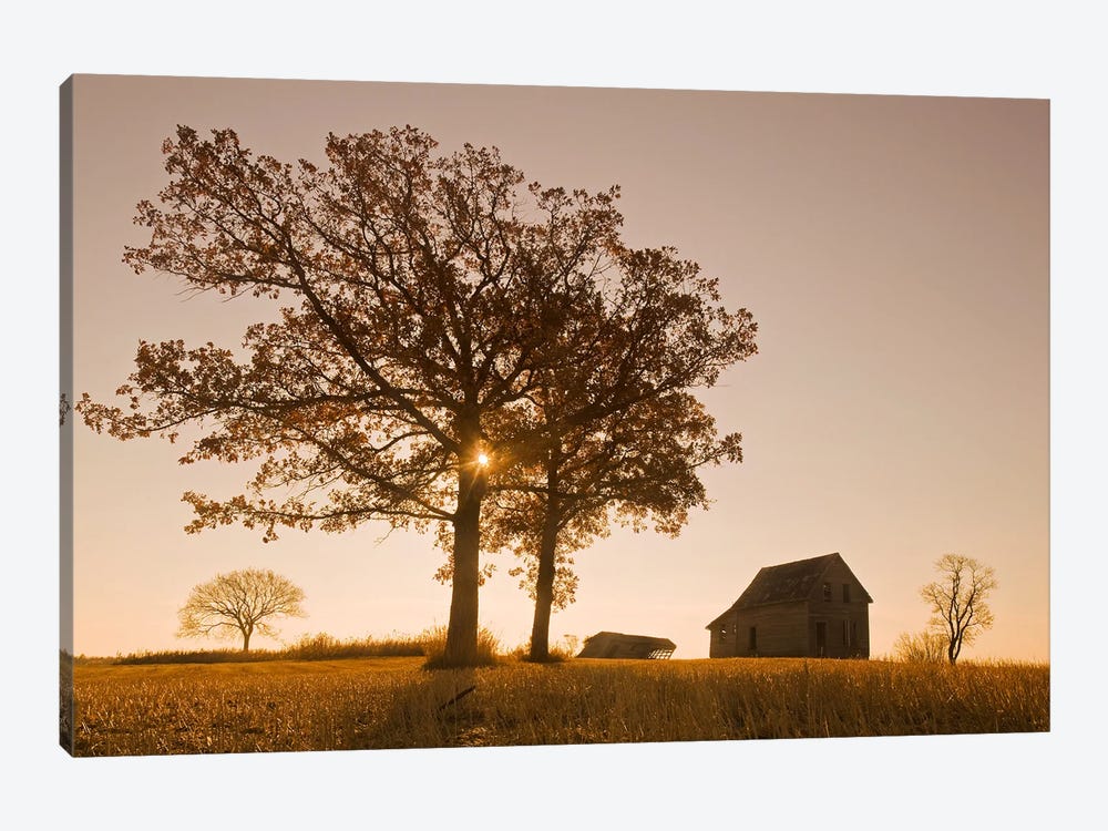 Old House And Oak Trees by Dave Reede 1-piece Canvas Art Print