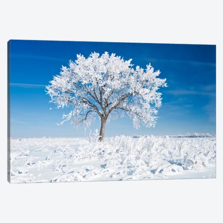 Alone On The Prairies In The Frost Canvas Print #RVD4} by Dave Reede Canvas Art