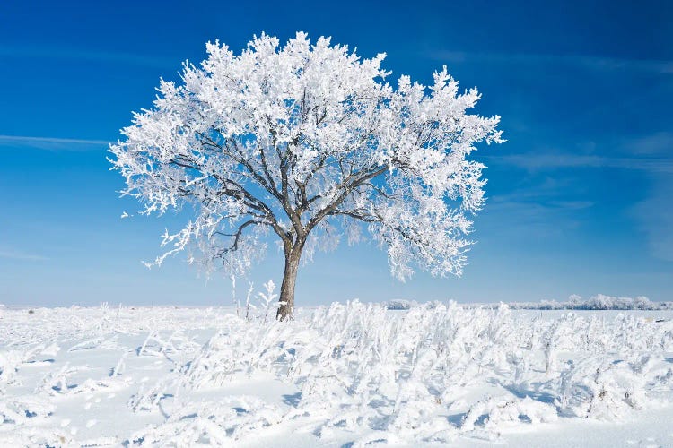 Alone On The Prairies In The Frost