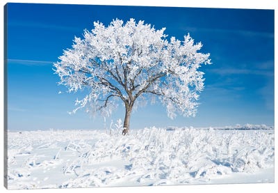 Alone On The Prairies In The Frost Canvas Art Print
