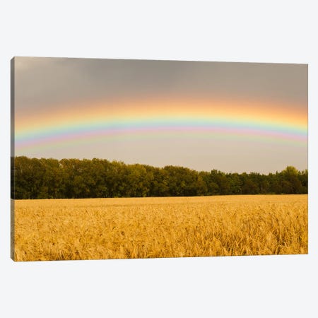 Rainbow Over Barley Field Canvas Print #RVD53} by Dave Reede Canvas Print