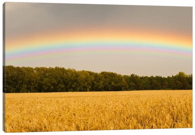 Rainbow Over Barley Field Canvas Art Print - Dave Reede