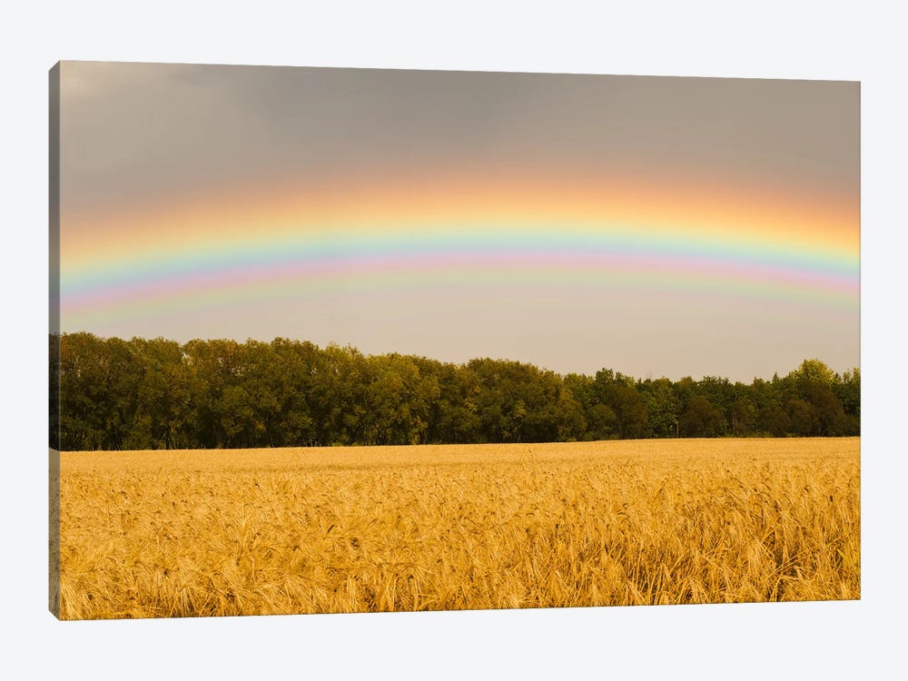 Rainbow Over Barley Field by Dave Reede 1-piece Canvas Wall Art