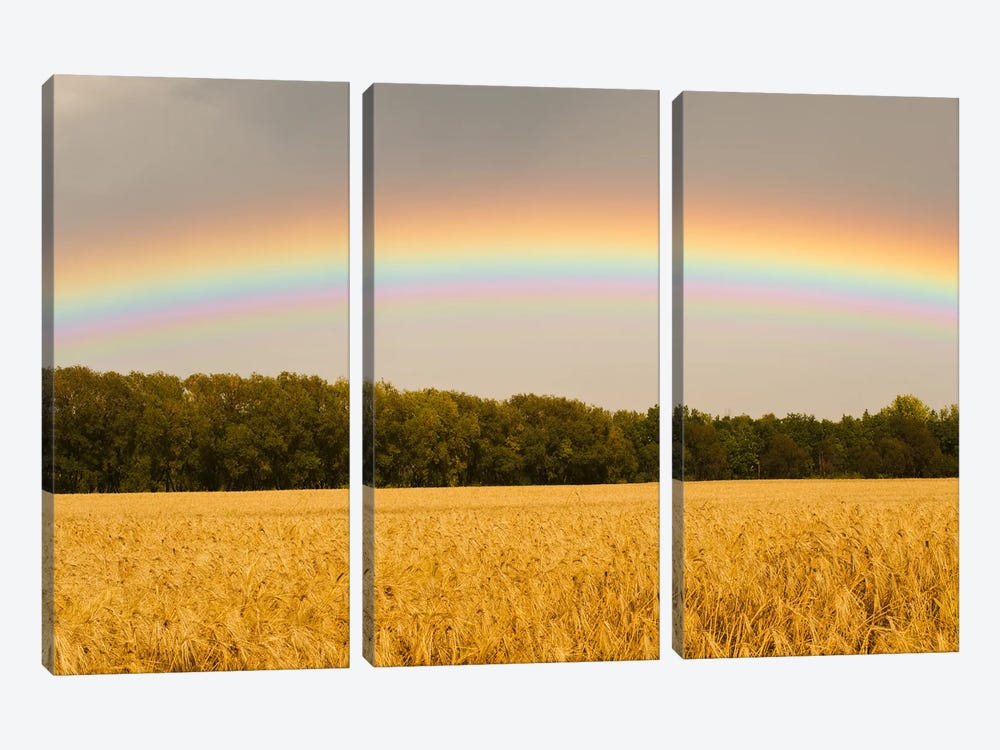 Rainbow Over Barley Field by Dave Reede 3-piece Canvas Artwork
