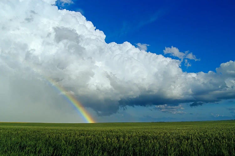 Rainbow Over Wheat Field