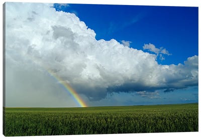 Rainbow Over Wheat Field Canvas Art Print - Dave Reede