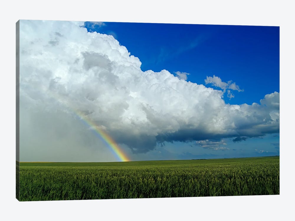 Rainbow Over Wheat Field by Dave Reede 1-piece Canvas Wall Art