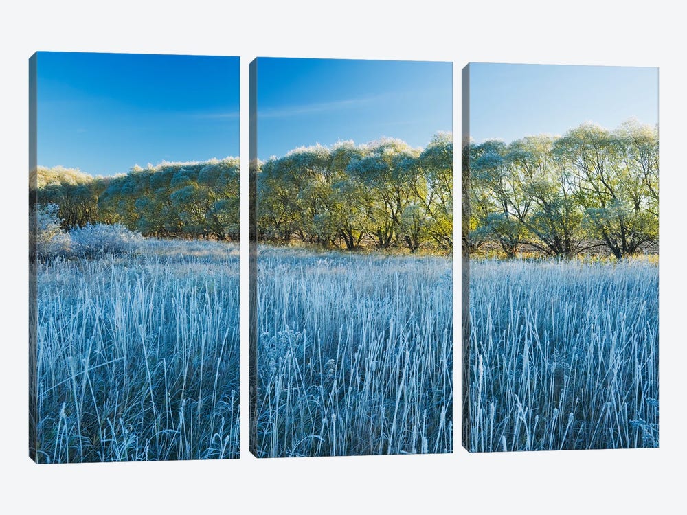 Shelterbelt On Farmland by Dave Reede 3-piece Canvas Wall Art