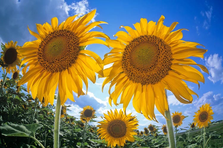 Sunflower Field