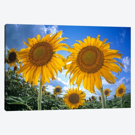 Sunflower Field Canvas Print #RVD68} by Dave Reede Canvas Art