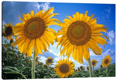 Sunflower Field Canvas Art Print - Dave Reede