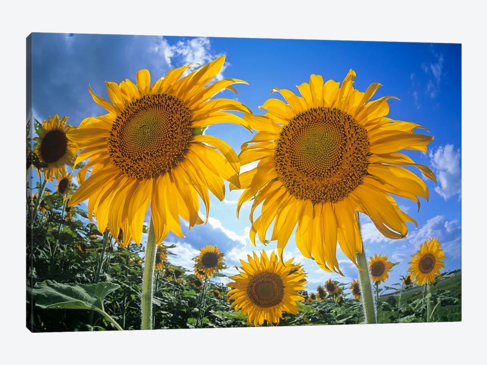Sunflower Field by Dave Reede 1-piece Canvas Art
