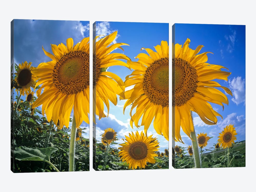 Sunflower Field by Dave Reede 3-piece Canvas Art