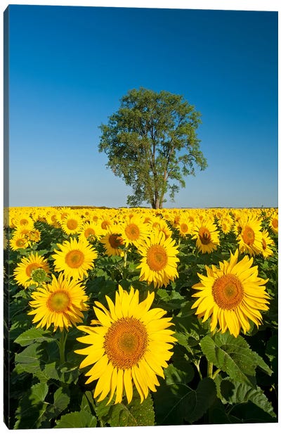 Sunflower Field And Cottonwood Tree Canvas Art Print - Dave Reede