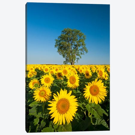 Sunflower Field And Cottonwood Tree Canvas Print #RVD69} by Dave Reede Canvas Wall Art