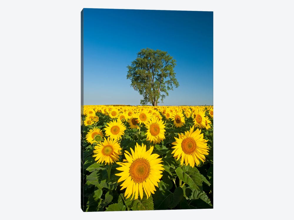 Sunflower Field And Cottonwood Tree by Dave Reede 1-piece Canvas Print