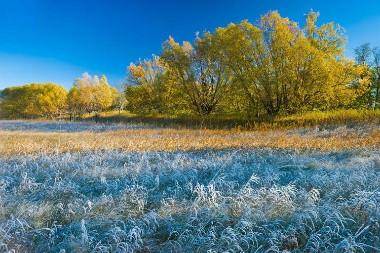 Autumn Frost