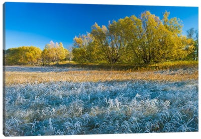 Autumn Frost Canvas Art Print - Dave Reede