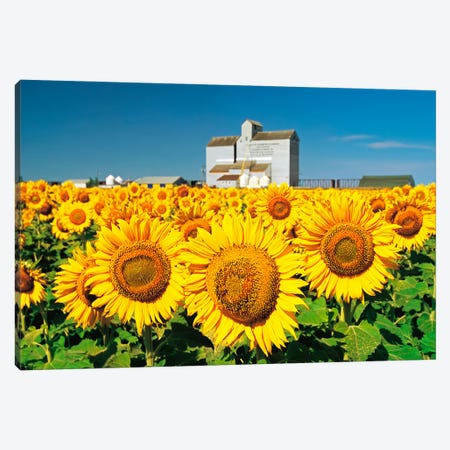 Sunflower Field And Old Grain Elevator Canvas Print #RVD70} by Dave Reede Art Print